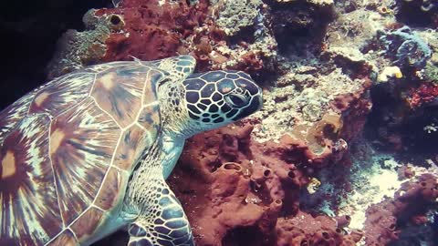 Wow ,, A large turtle swimming in the sea