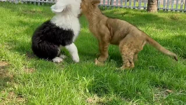 Galloping to its companion