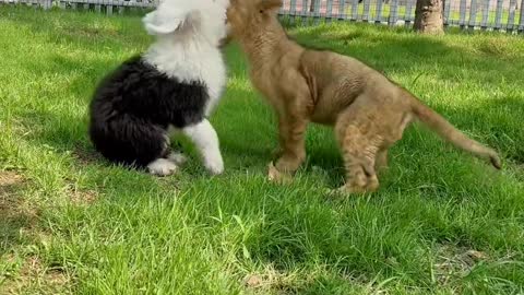 Galloping to its companion