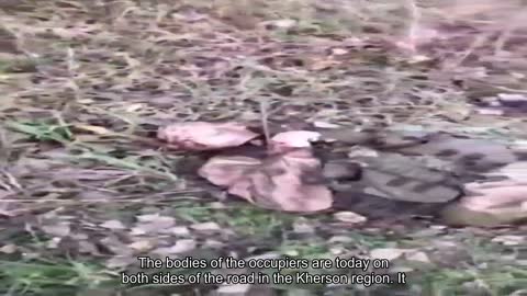 ️The bodies of the occupiers are today on both sides of the road in the Kherson region. Is this a