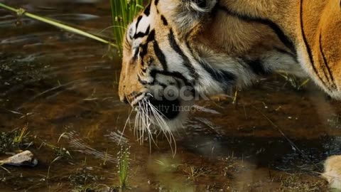 tiger 1