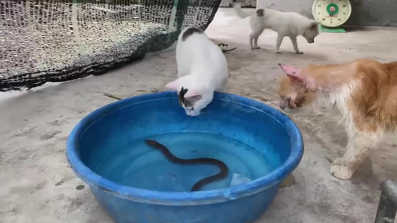 Cute Animals Funny - Funny Cats and Cute Kittens Playing Compilation - Part 2