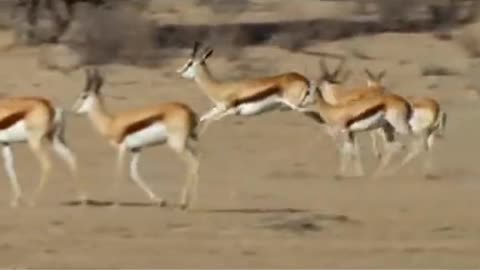 Spring bok
