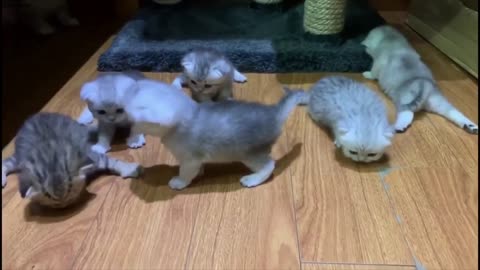 Small lovely cat with cute sound in my house