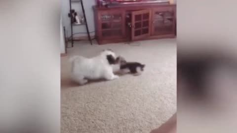 Cats Fight See And Enjoy