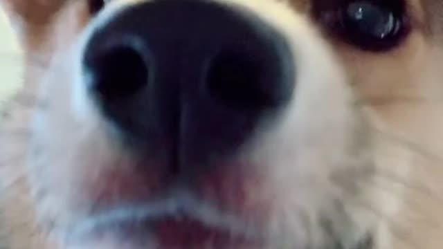 Introducing Princess Aurora 👑