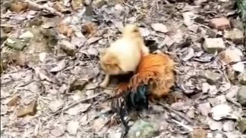 Chicken VS Dog Fight | Funny Dog Fight Compilation | Funny Animal Videos