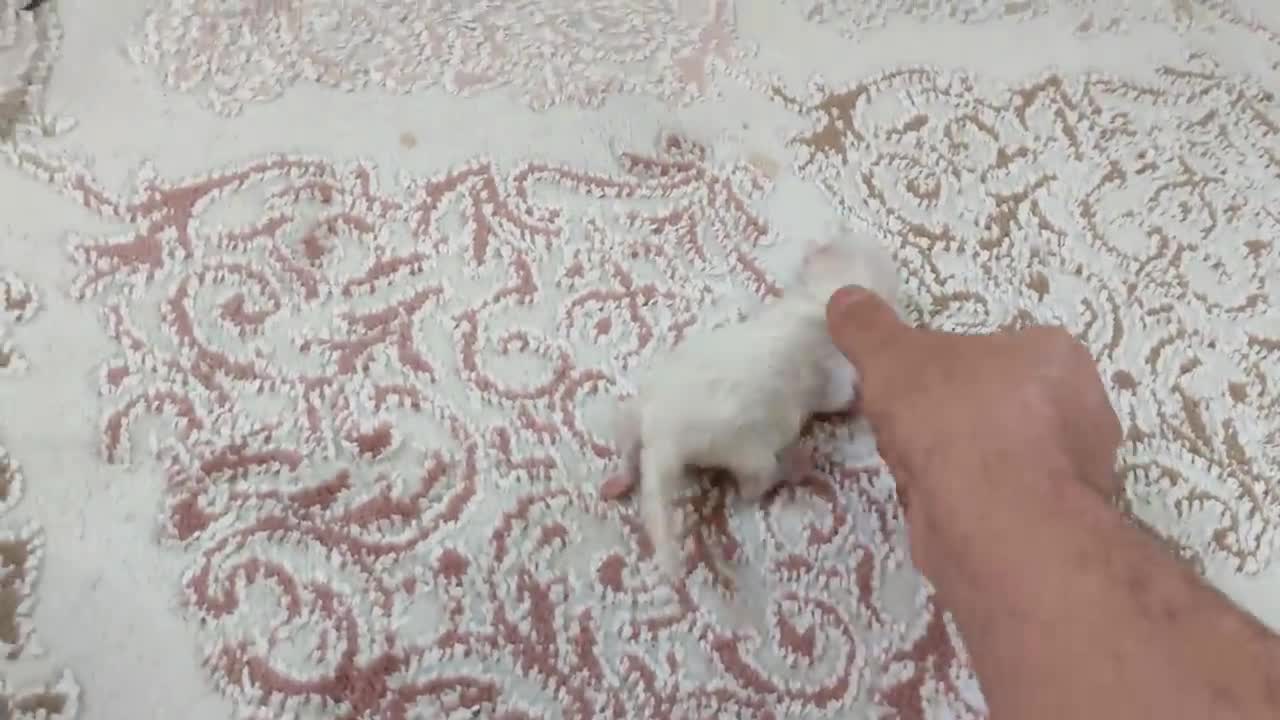 ANNE KEDİNİN YAVRULARINA KAVUŞMA ANI 🥰
