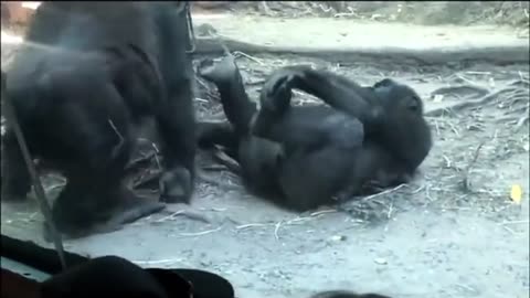 GORILLA GETTING HEAD AT BRONX ZOO