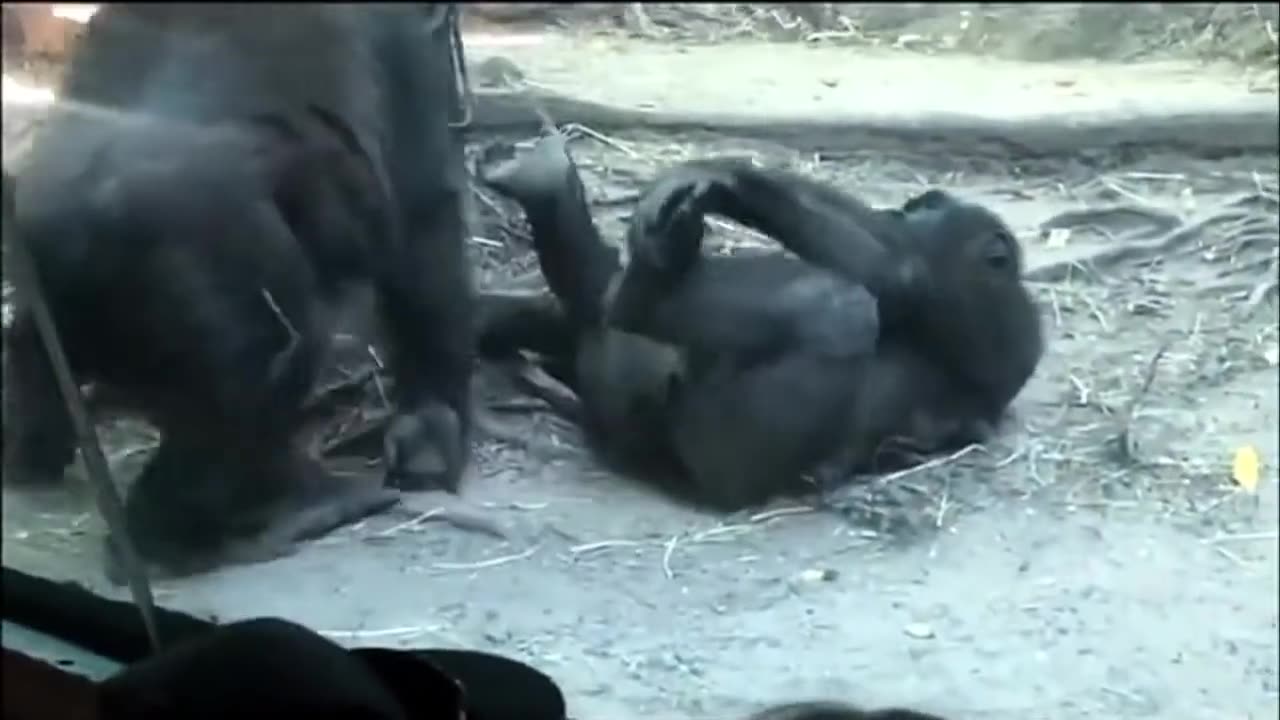 GORILLA GETTING HEAD AT BRONX ZOO