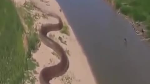 Whatch the biggest snake in the amazon jungle