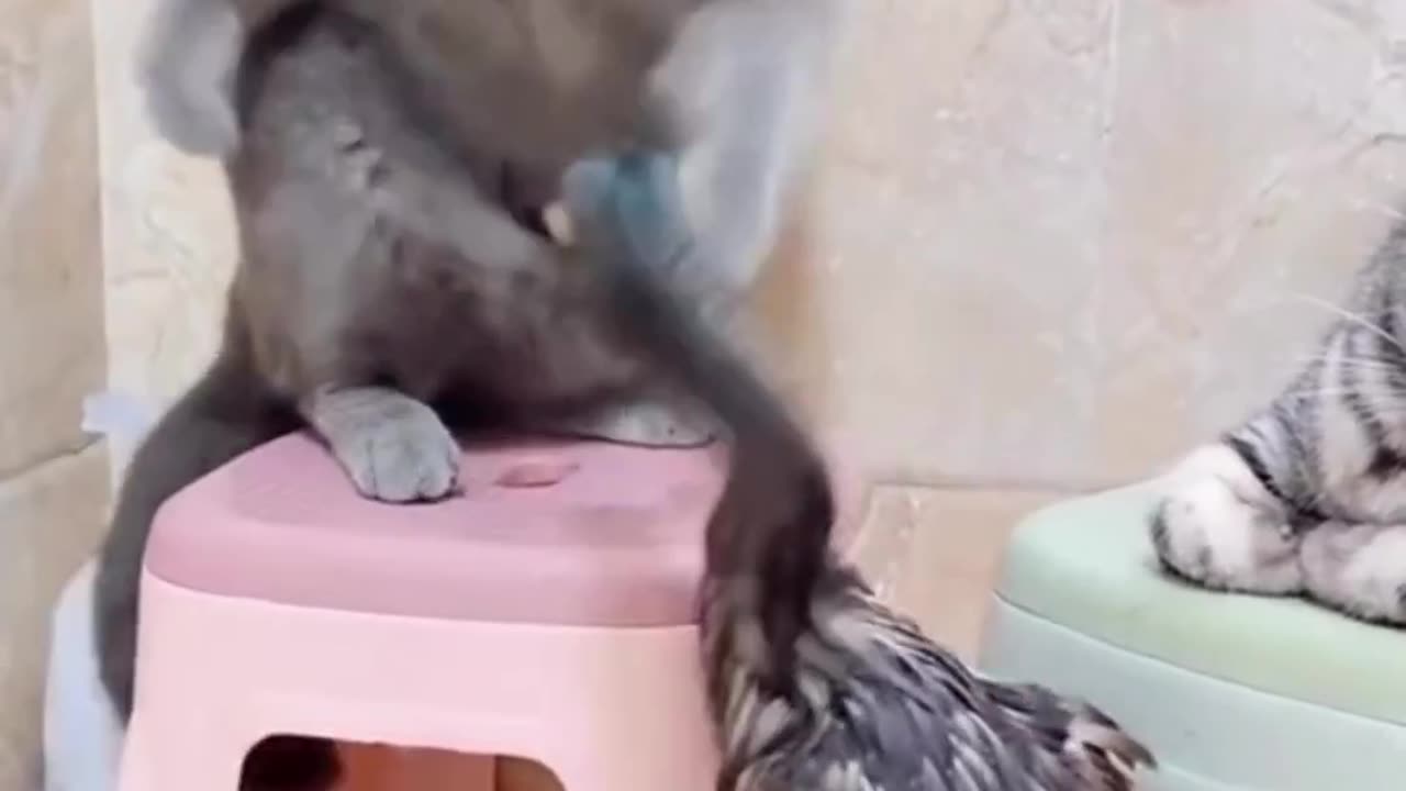 Furry Frenzy: The Cutest Dogs and Cats on Rumble in 2023