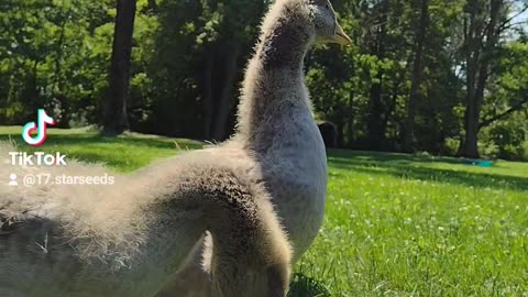 GOOSE REACTION TO RICH MEN NORTH OF RICHMOND