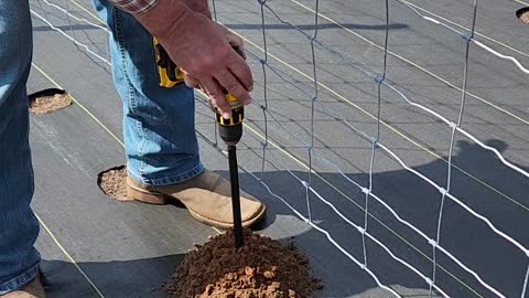 Drilling Tomato plant holes
