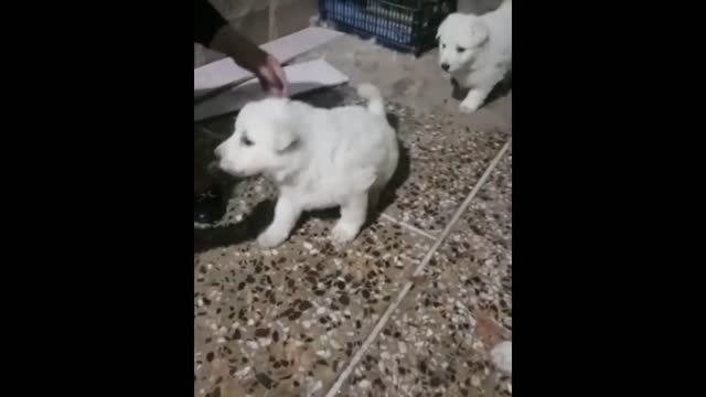 सिर्फ 500 रुपए मैं pomeranian लेजाओ 🔥🔥 dog market in india with free delivery😱😱