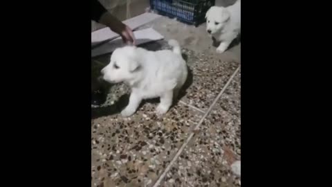 सिर्फ 500 रुपए मैं pomeranian लेजाओ 🔥🔥 dog market in india with free delivery😱😱