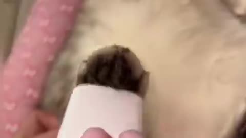 Skin care routine cat part4