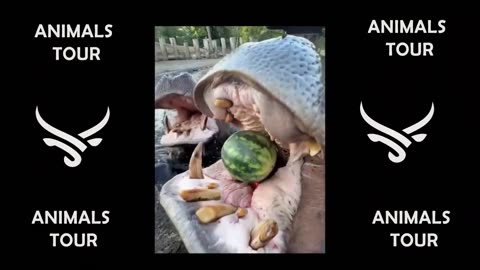 Animal Funny Videos - Funny Cat and Dog Video