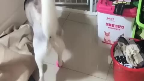 Funny animals video