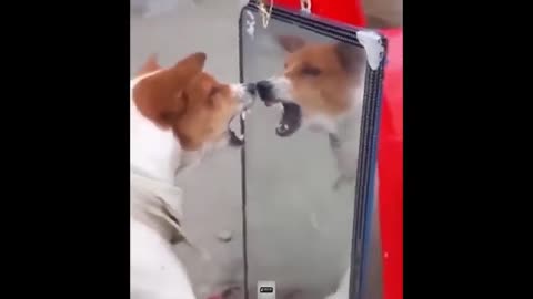 Funny Animal Videos: Dogs vs Cats in the Ultimate Showdown😍🥰💝