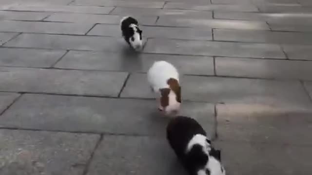 The running guinea pig