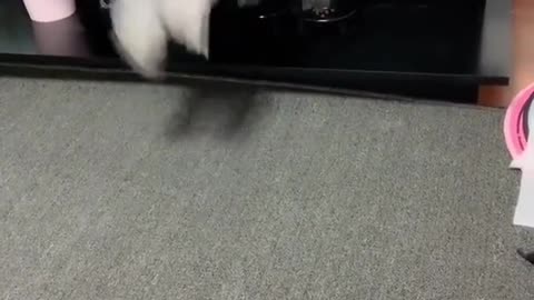 the funny jump for a dog