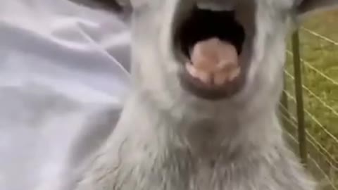 Funniest Animals Reels