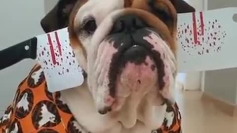 Check Out This Dogs Spooky Halloween Prop!