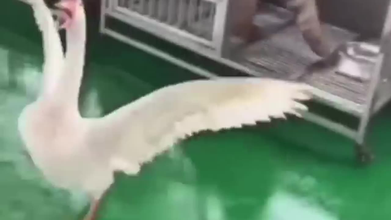 Very funny animals compilation 🤣🤣😂😂