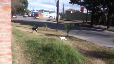 angry cat vs dog