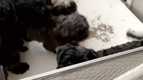 Lovely dog