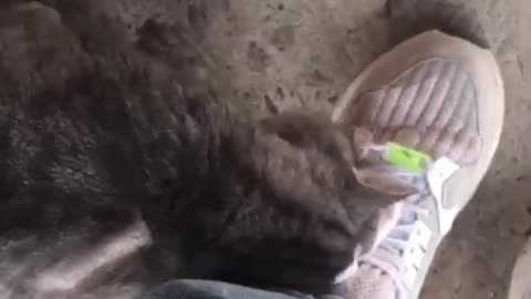 The cutest meow in the world