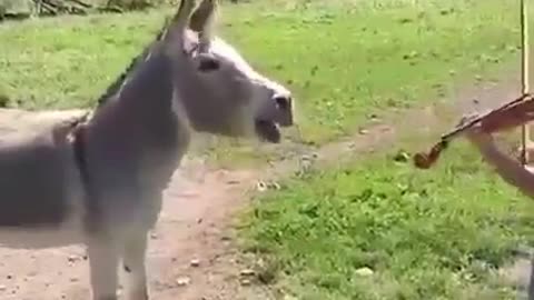 Beethoven's donkey is still alive. Music knows no bounderies.