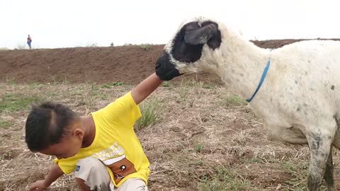 It's Fun For My Son to Play With the Goat