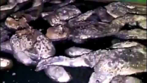Childrens Bodies After Organ Harvesting