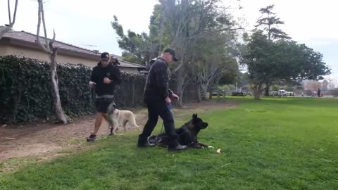 Dog Training Video