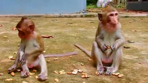 Cute baby monkey and Update monkey everyday - YouTube