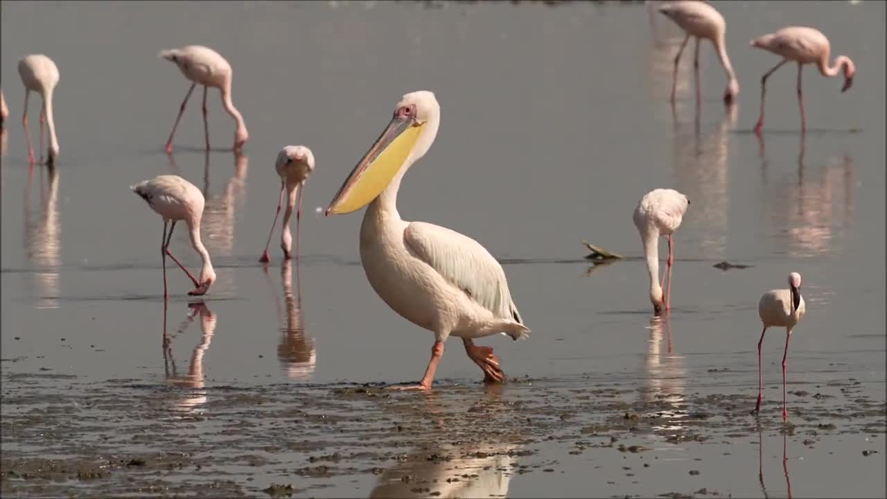 Great white pelican, Lake Nakuru, Kenya Oct 2022