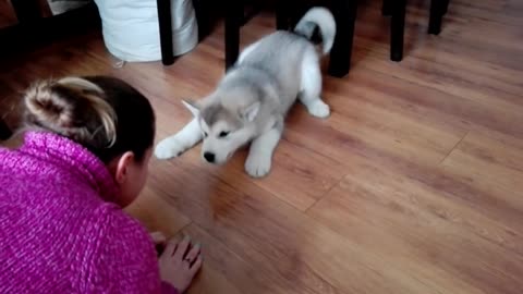 Alaskan malamute puppy talk