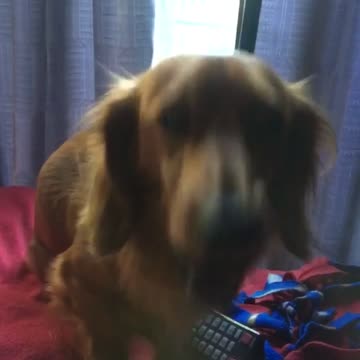 Bruno sing barney song