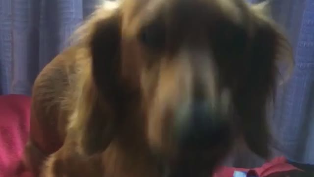 Bruno sing barney song