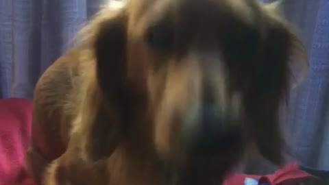 Bruno sing barney song