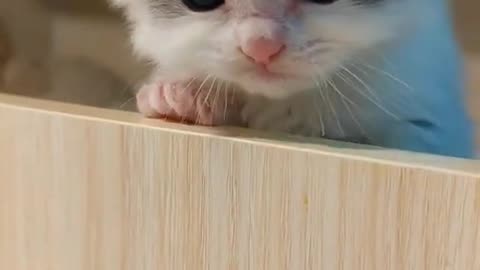 #cute #animals #funny #animal #videos #funnyanimalslife #club #cats #dogs