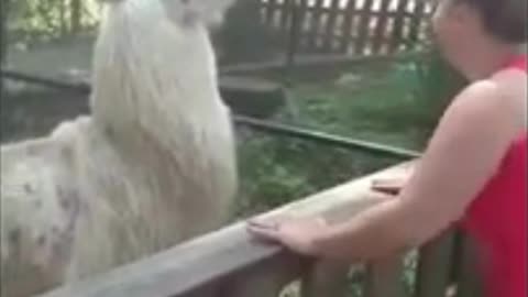 Angry Animals 21!