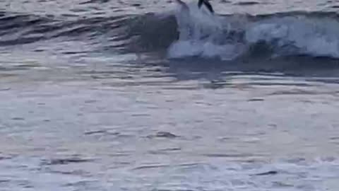 SURFING in Ocean Beach SAN DIEGO