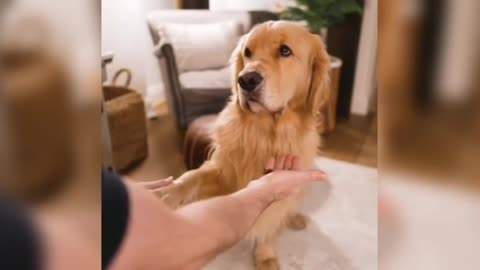 Dog Perfectly Mocks Teenager's Broken Leg 'Walk'