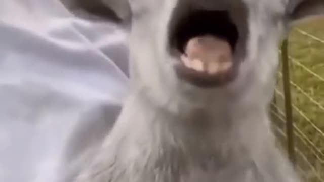 Wee animal compilation #shorts