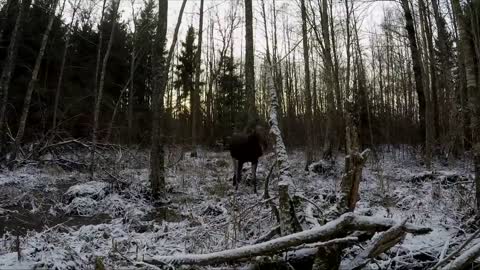 Emma, el alce, corre con su rescatista por el bosque