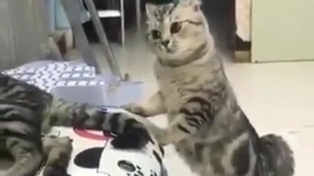 Nasty Godfather Cat