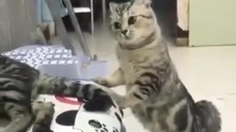 Nasty Godfather Cat